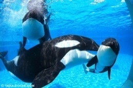 【ガルちゃん水族館】好きな海の生き物の写真をください(*^^*)