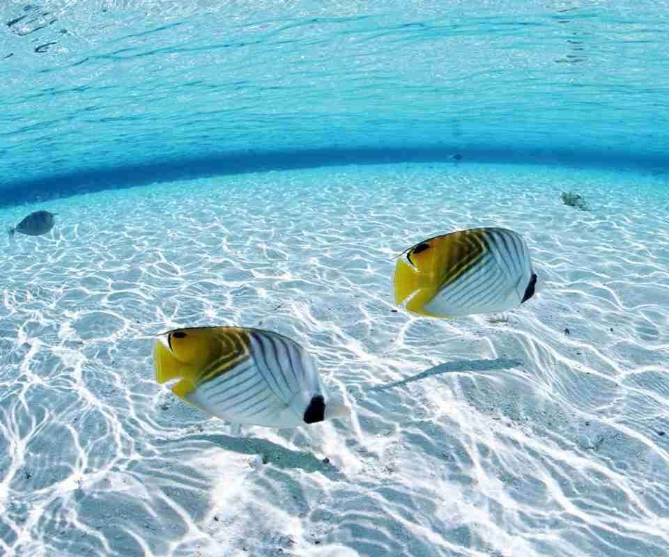 【ガルちゃん水族館】好きな海の生き物の写真をください(*^^*)