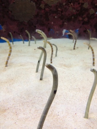 【ガルちゃん水族館】好きな海の生き物の写真をください(*^^*)