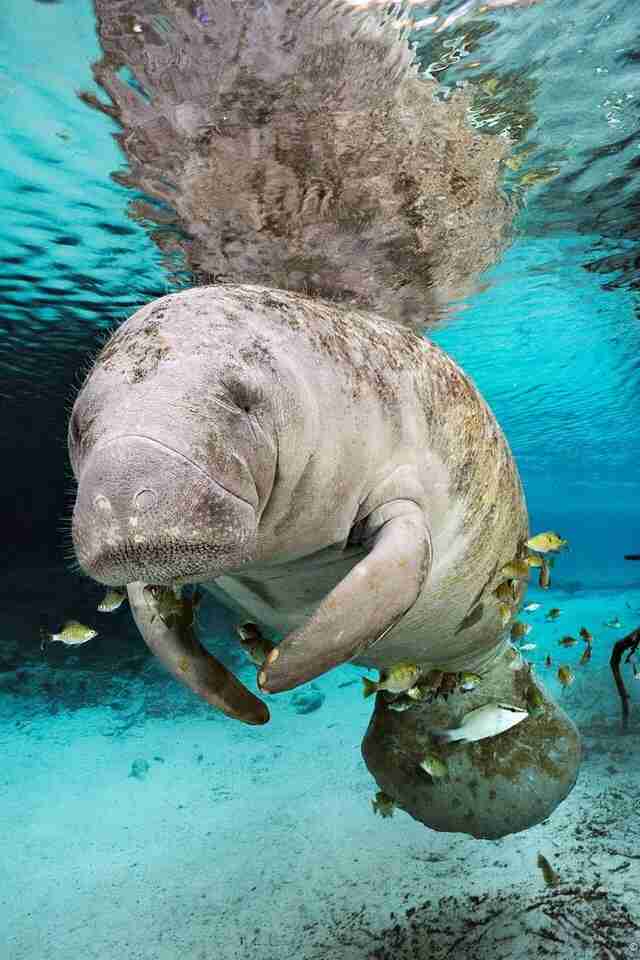 【ガルちゃん水族館】好きな海の生き物の写真をください(*^^*)