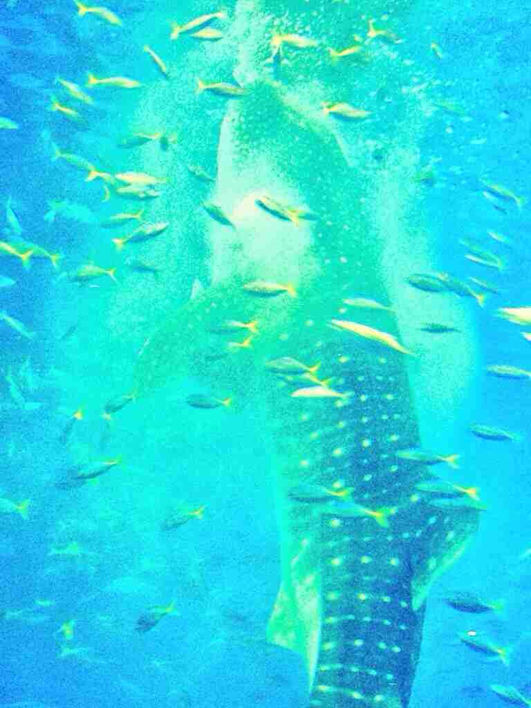 【ガルちゃん水族館】好きな海の生き物の写真をください(*^^*)