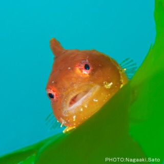 【ガルちゃん水族館】好きな海の生き物の写真をください(*^^*)