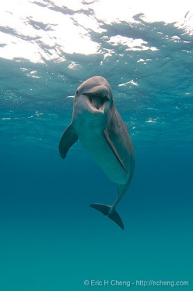 【ガルちゃん水族館】好きな海の生き物の写真をください(*^^*)