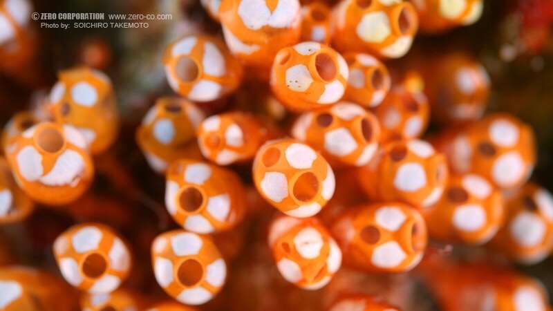 【ガルちゃん水族館】好きな海の生き物の写真をください(*^^*)