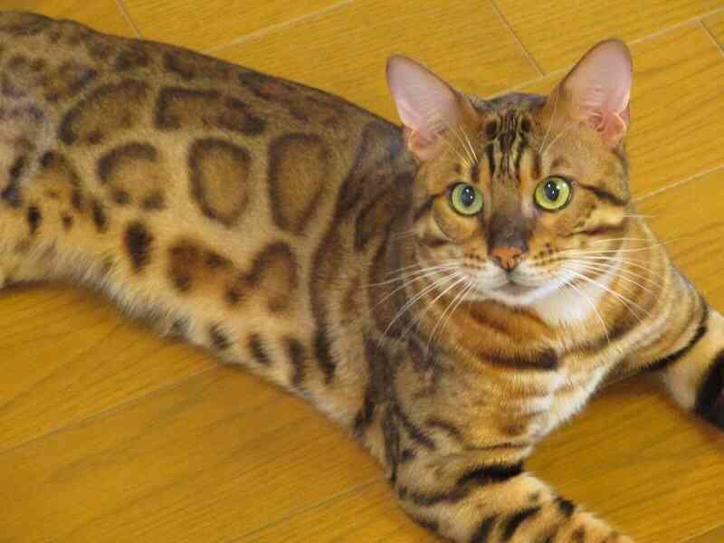 急にやりたくなること
