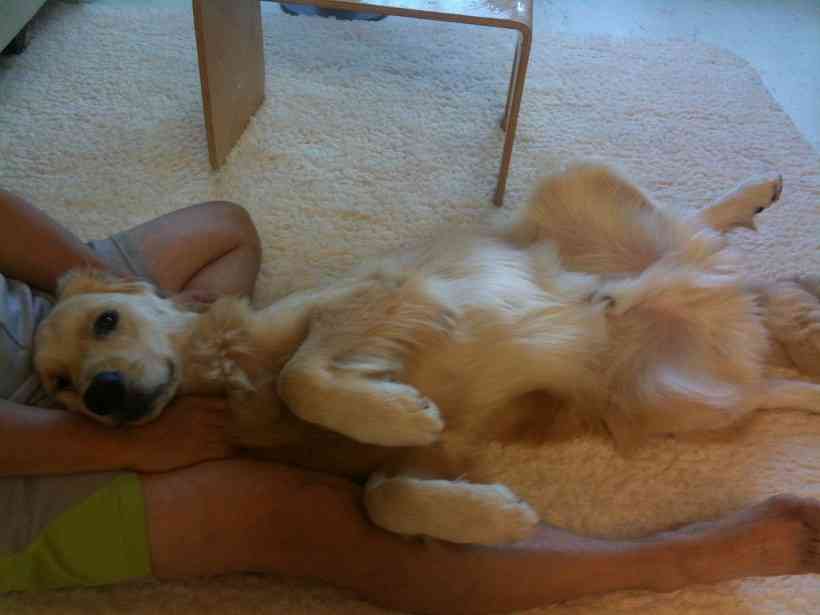 大型犬あるある