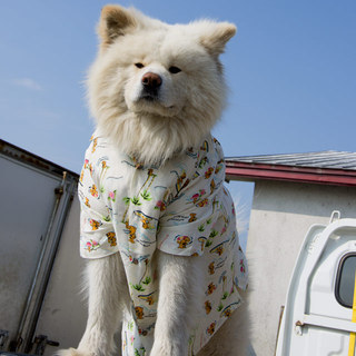 大型犬あるある