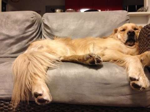 大型犬あるある