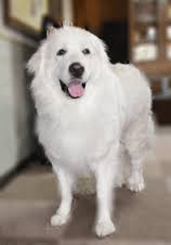 大型犬あるある