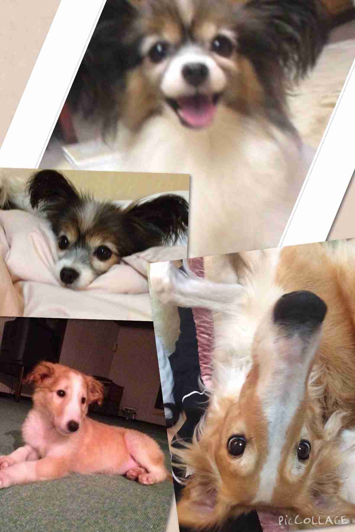 大型犬あるある