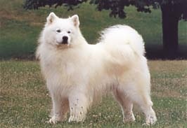 大型犬あるある