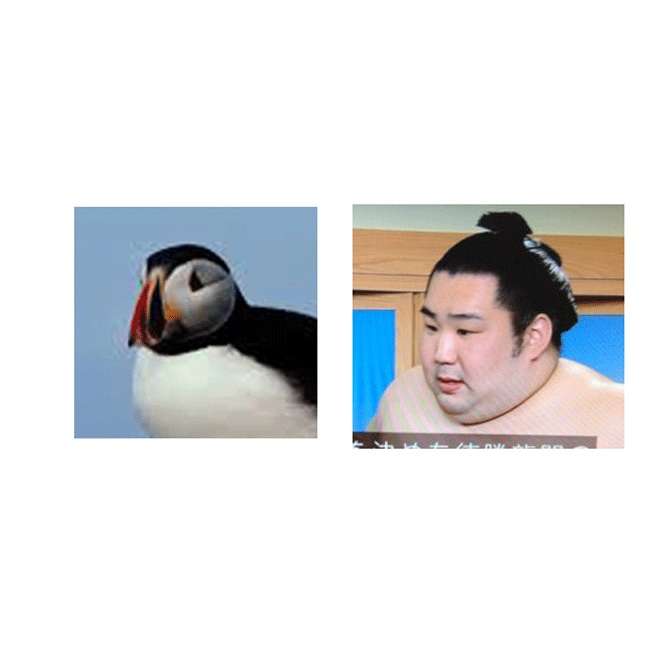 相撲好きですか？