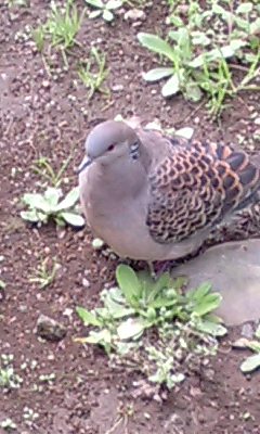 鳥好きな人～♪