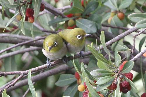 鳥好きな人～♪