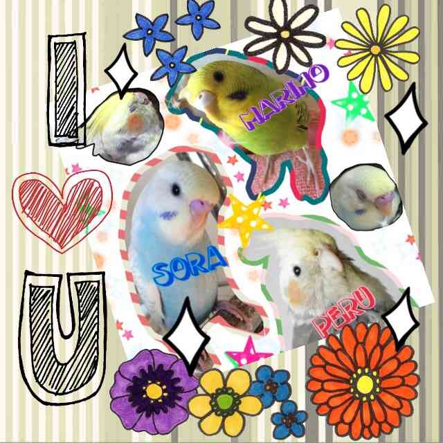 鳥好きな人～♪