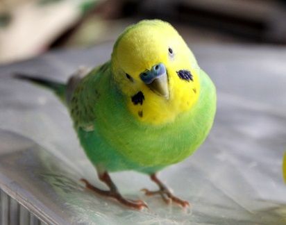 鳥好きな人～♪