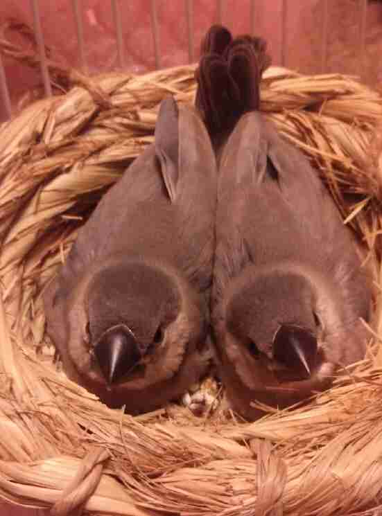 鳥好きな人～♪