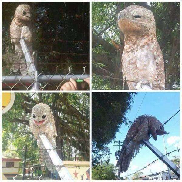 鳥好きな人～♪