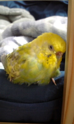 鳥好きな人～♪