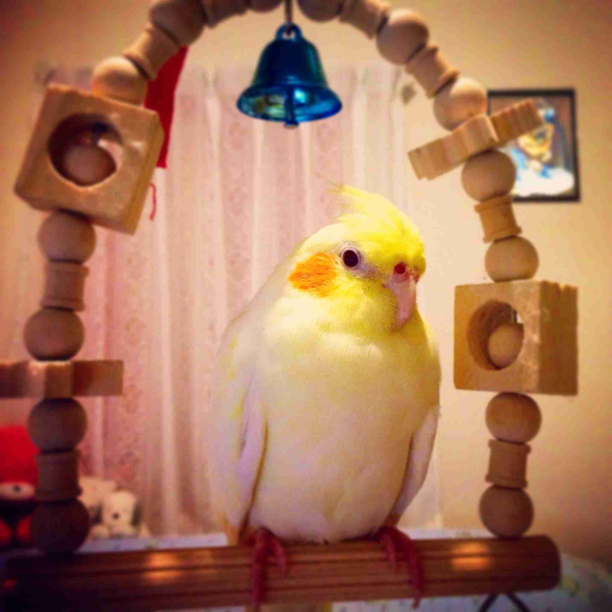 鳥好きな人～♪