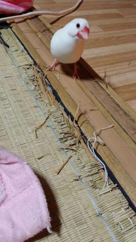 鳥好きな人～♪