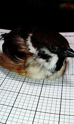 鳥好きな人～♪