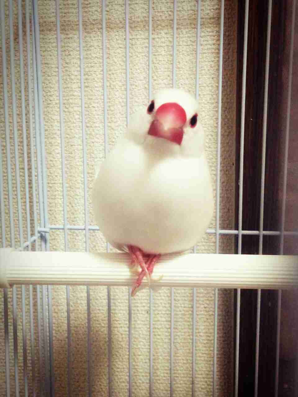 鳥好きな人～♪