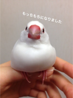 鳥好きな人～♪