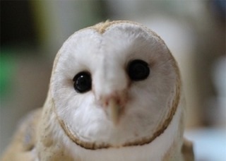鳥好きな人～♪