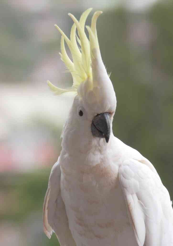 鳥好きな人～♪