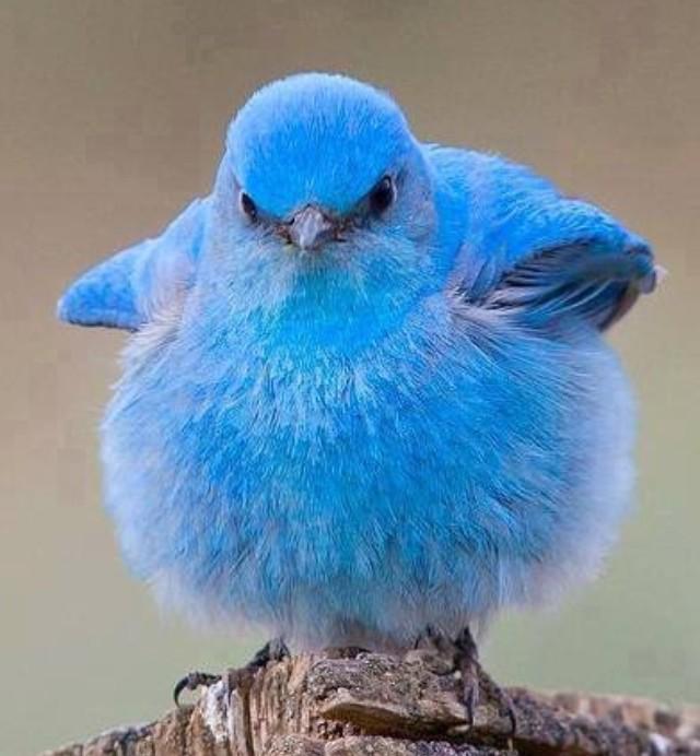 鳥好きな人～♪