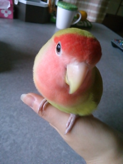 鳥好きな人～♪