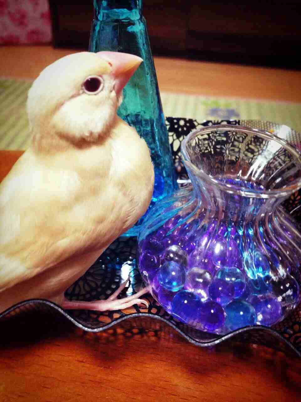 鳥好きな人～♪