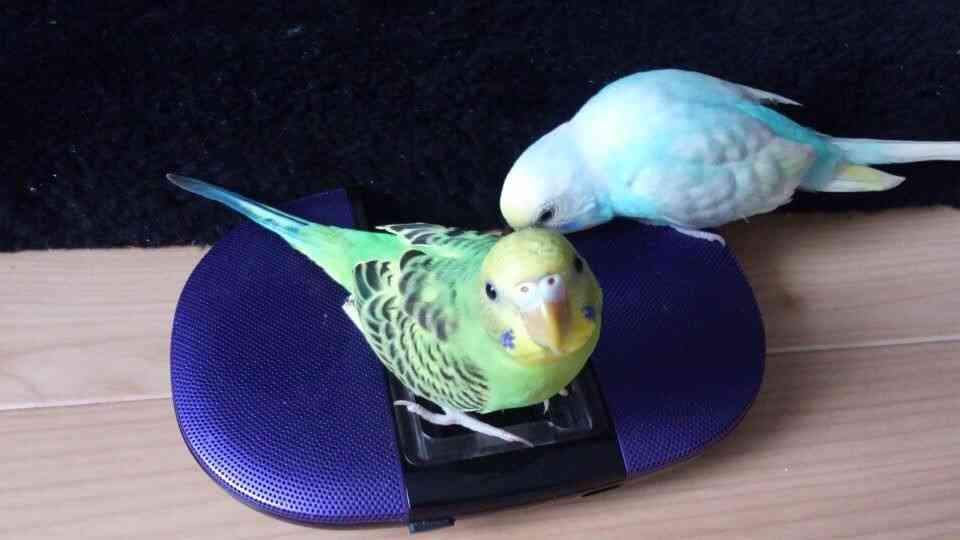 鳥好きな人～♪