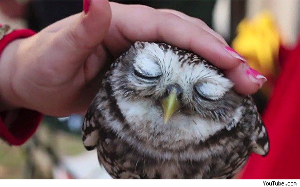 鳥好きな人～♪