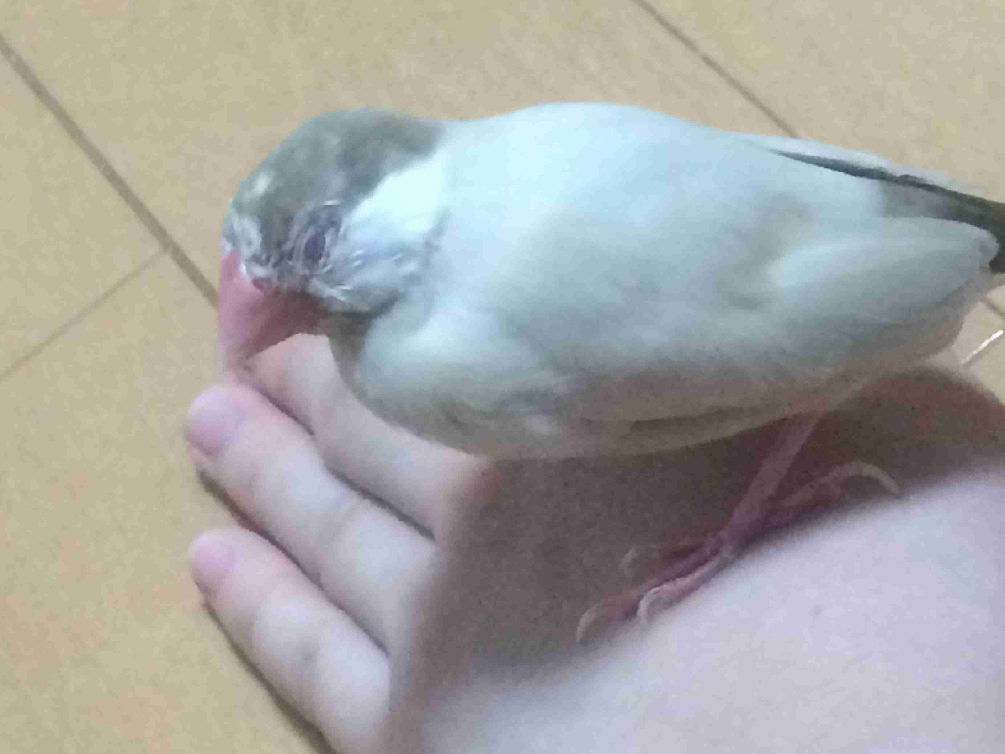 鳥好きな人～♪