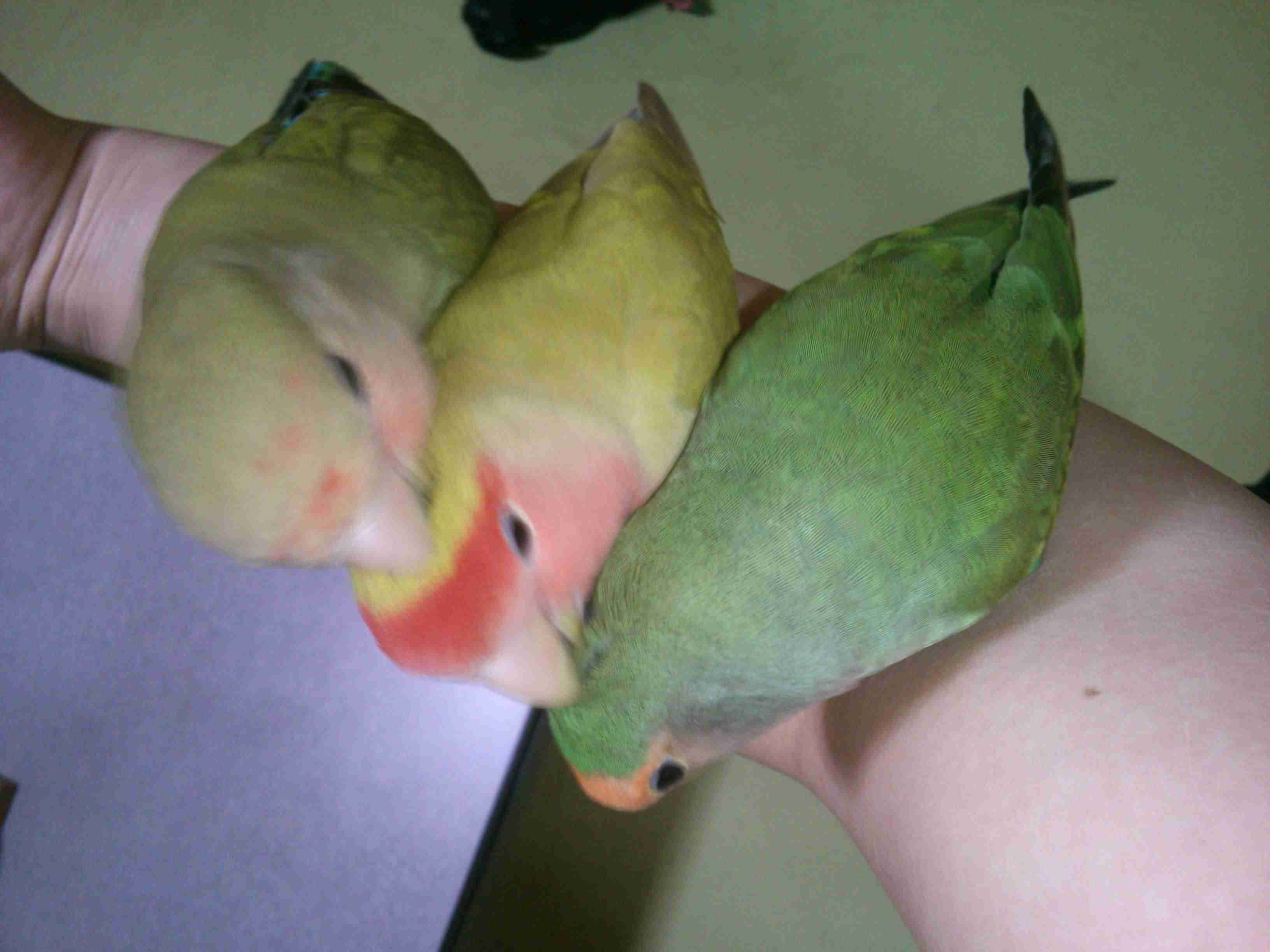 鳥好きな人～♪