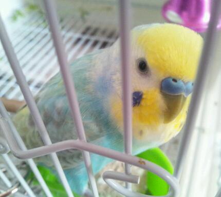 鳥好きな人～♪