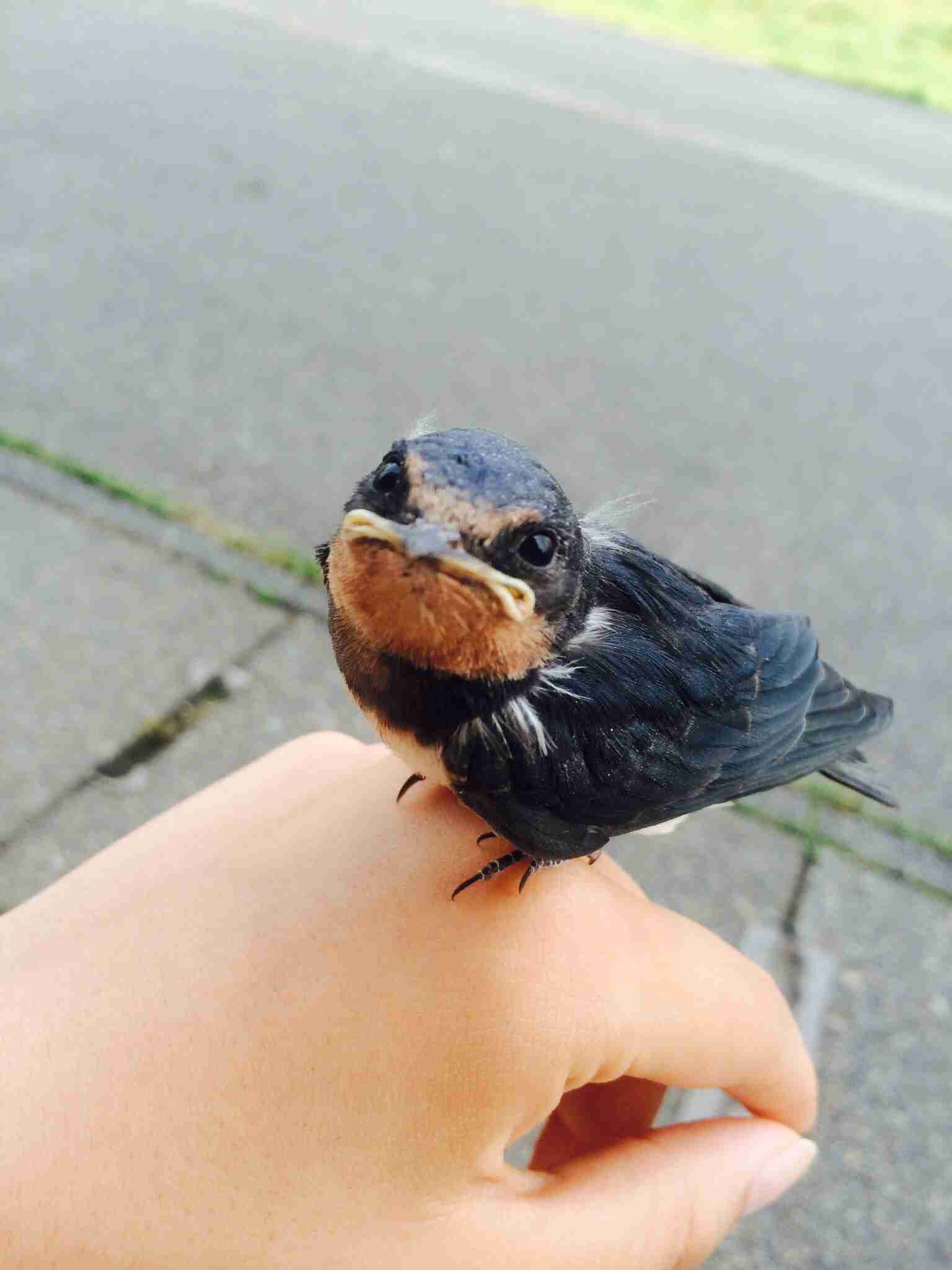 元KAT-TUNの田中聖が野鳥を保護し病院に連れてくも一部から批判され謝罪