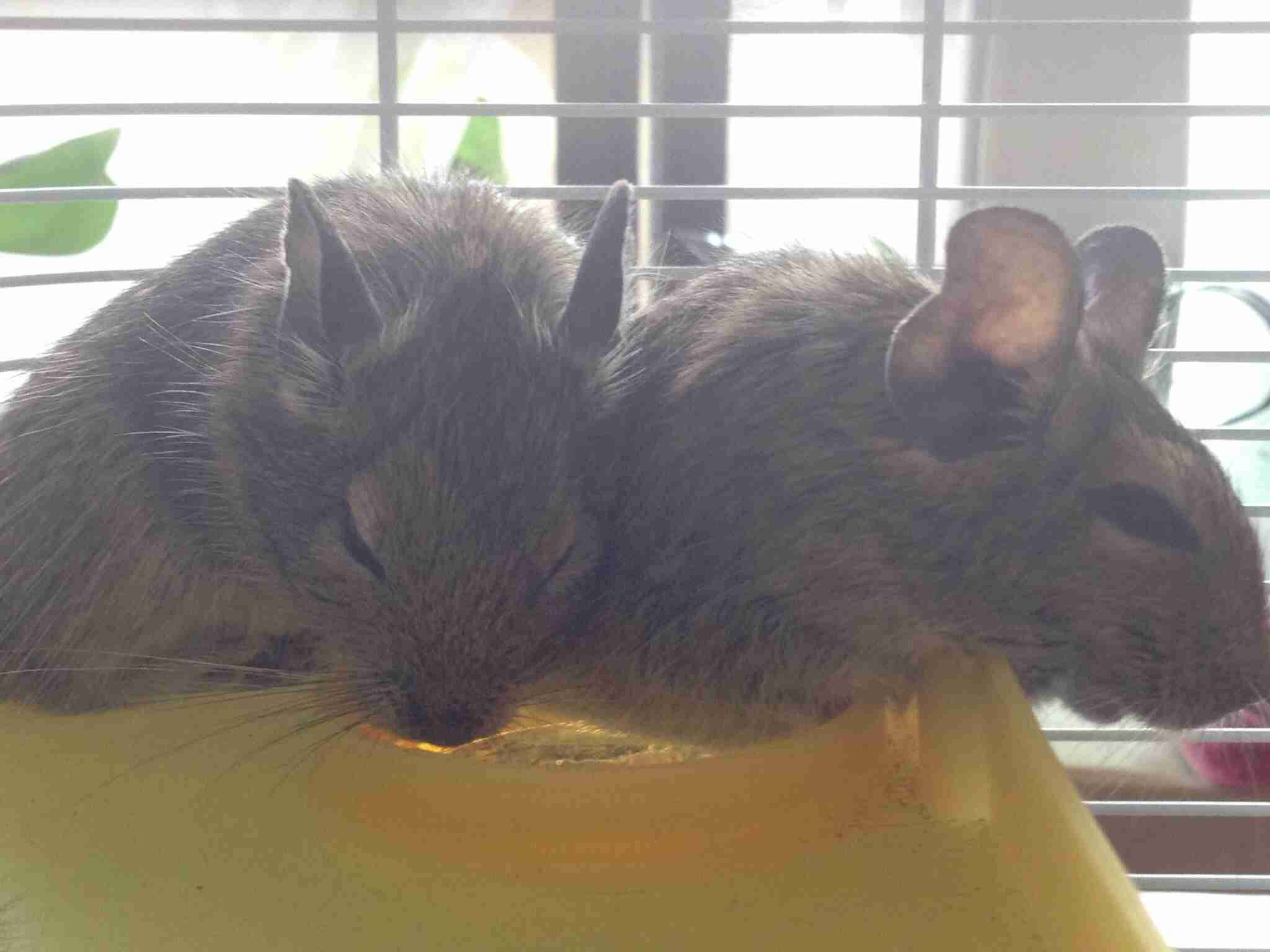 小動物飼ってる人、集まれ！