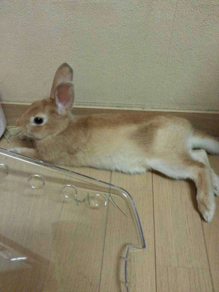 小動物飼ってる人、集まれ！