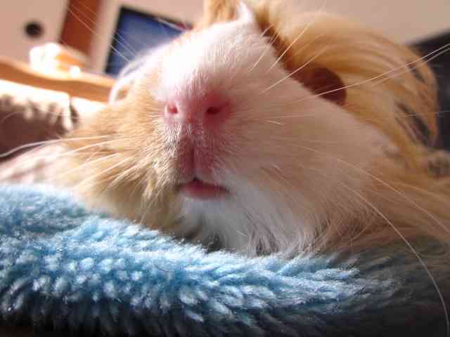 小動物飼ってる人、集まれ！