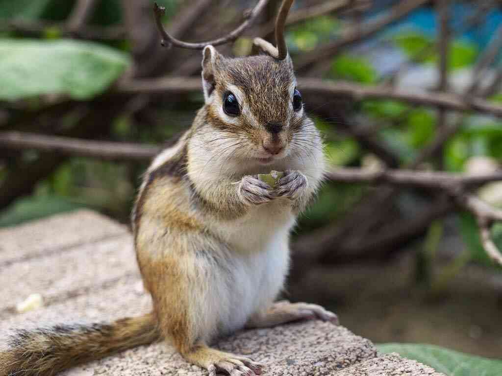 小動物飼ってる人、集まれ！