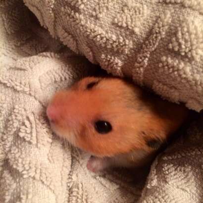 小動物飼ってる人、集まれ！