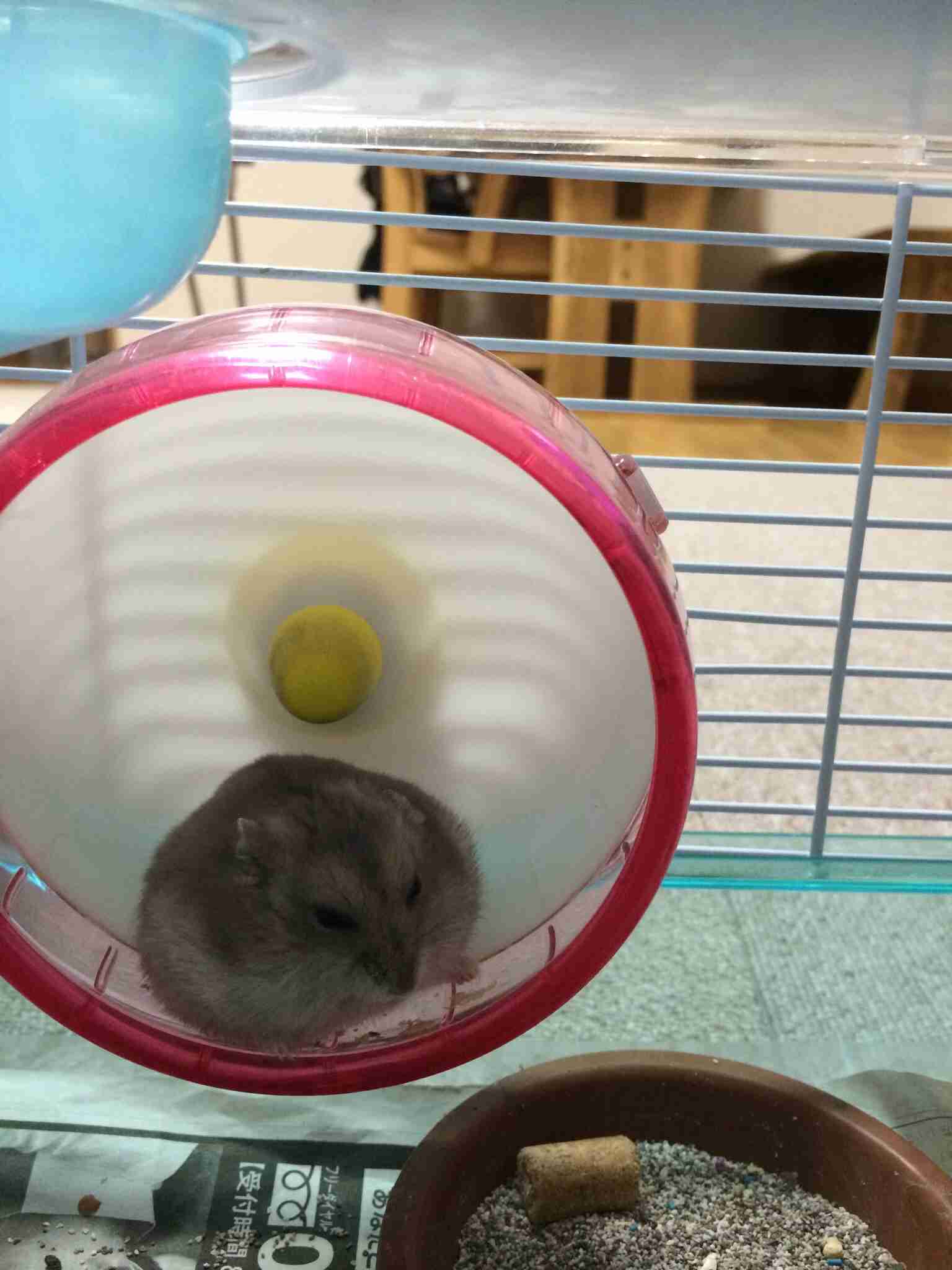 小動物飼ってる人、集まれ！