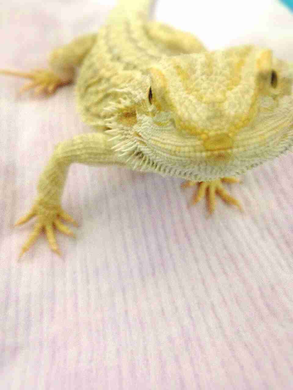 小動物飼ってる人、集まれ！