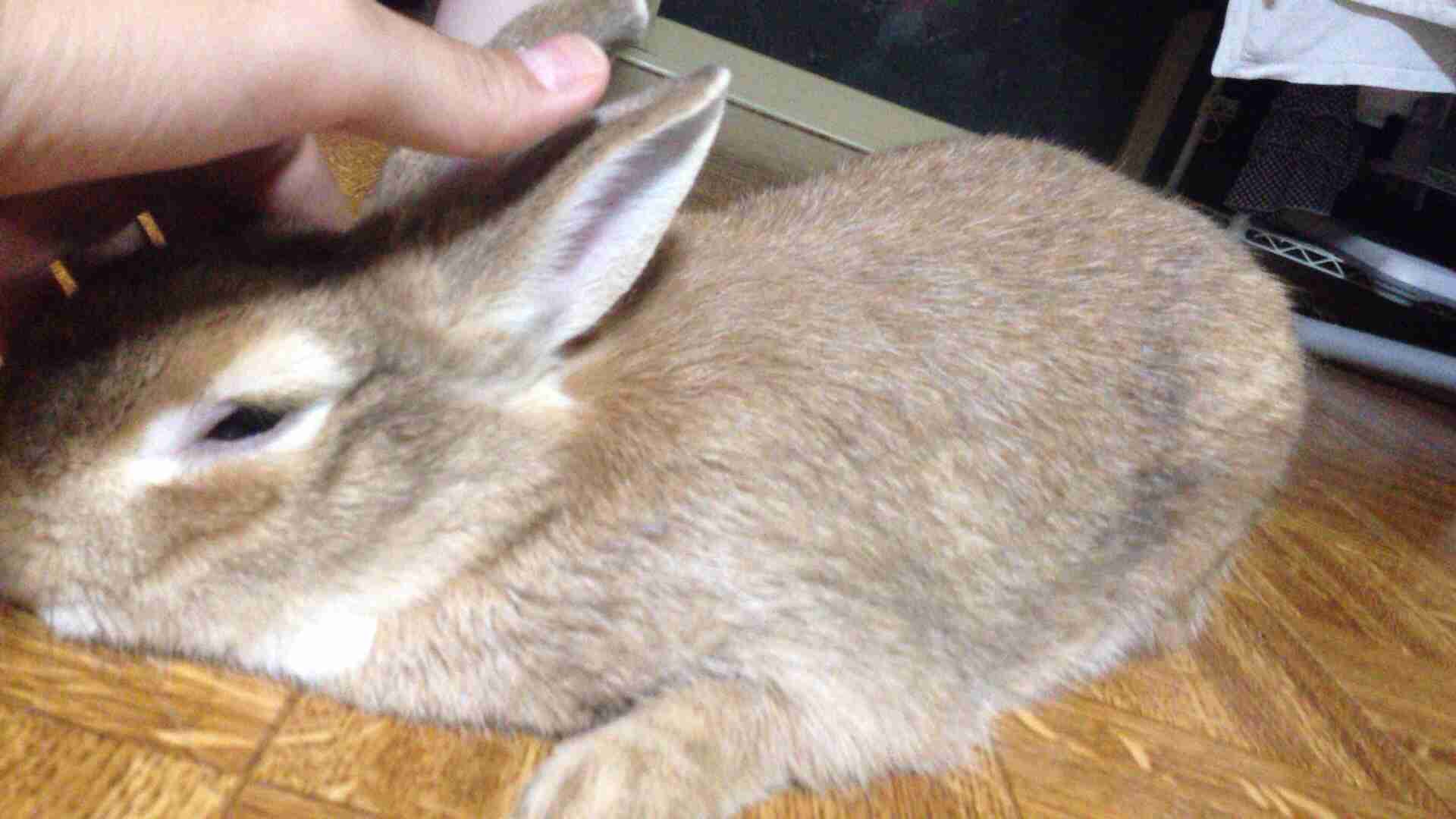 小動物飼ってる人、集まれ！