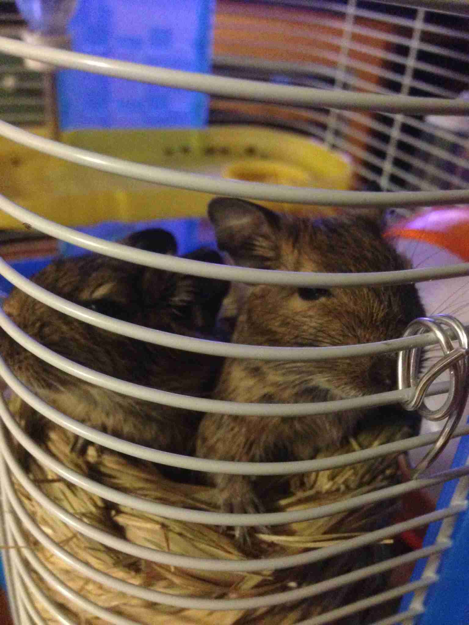 小動物飼ってる人、集まれ！