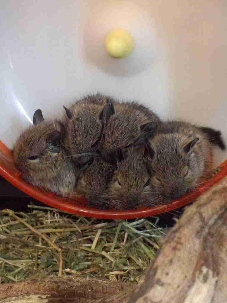 小動物飼ってる人、集まれ！