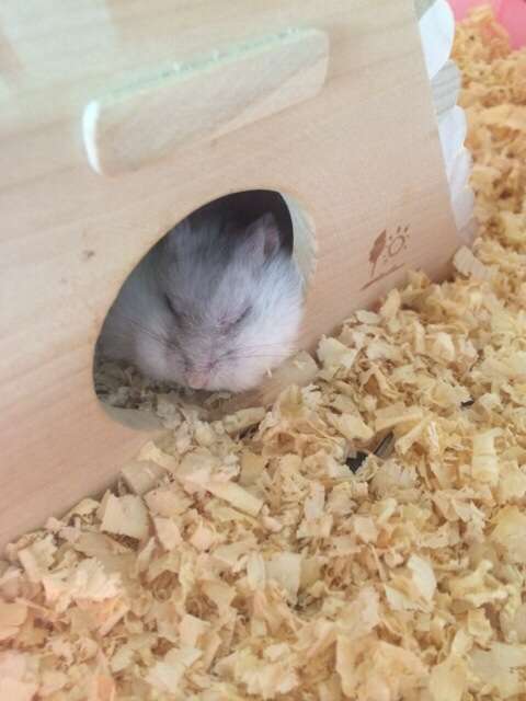 小動物飼ってる人、集まれ！